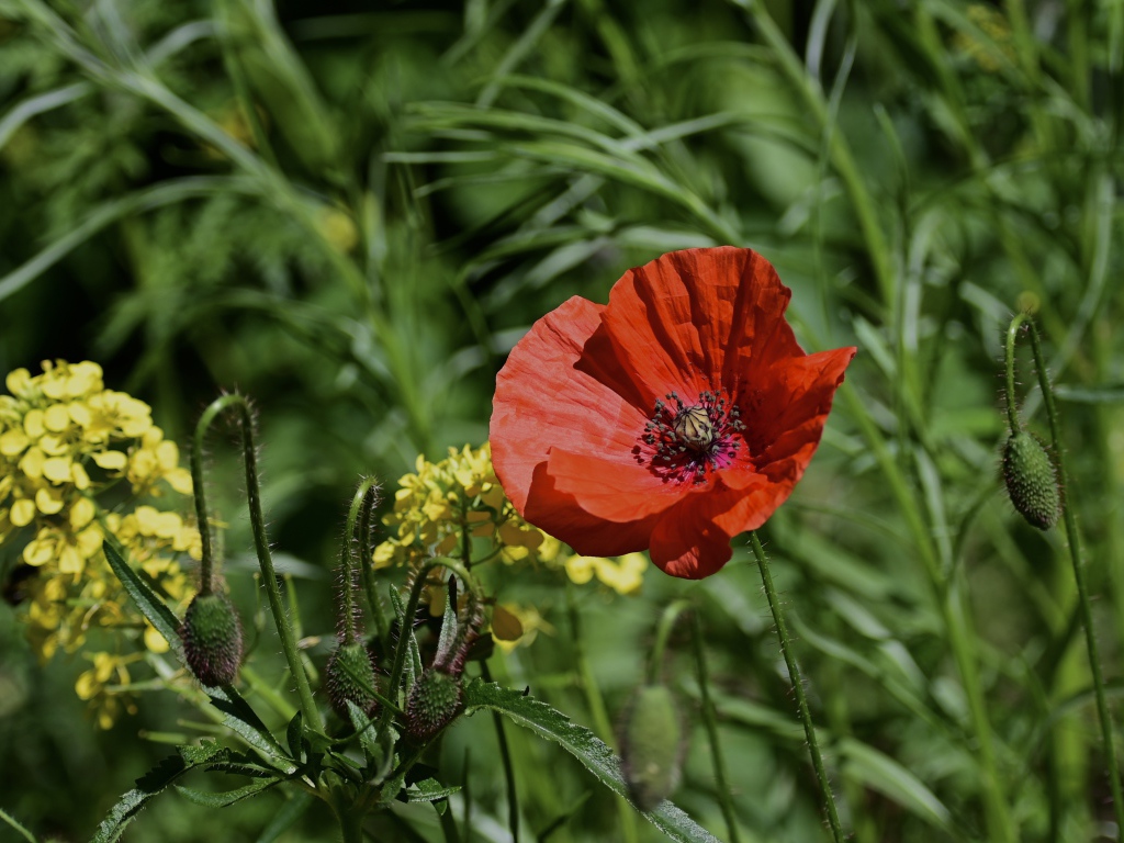 Красный мак с бутонами и полевой травой в лучах солнца