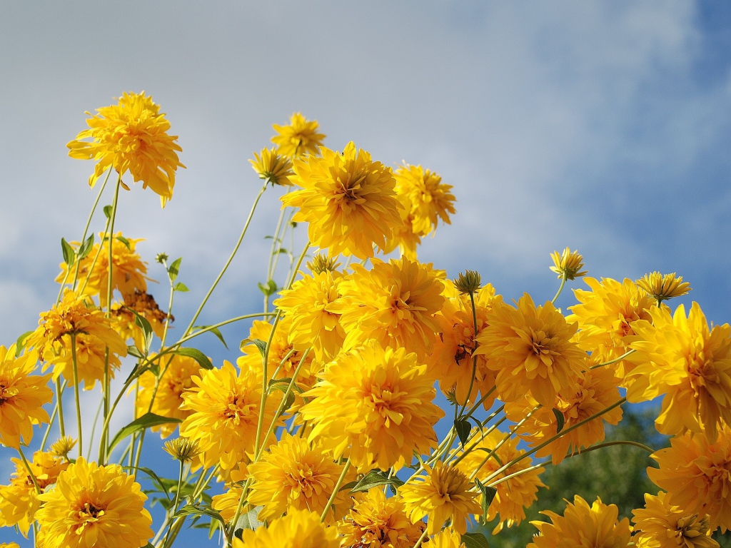 Рудбекия золотые шары на фоне неба