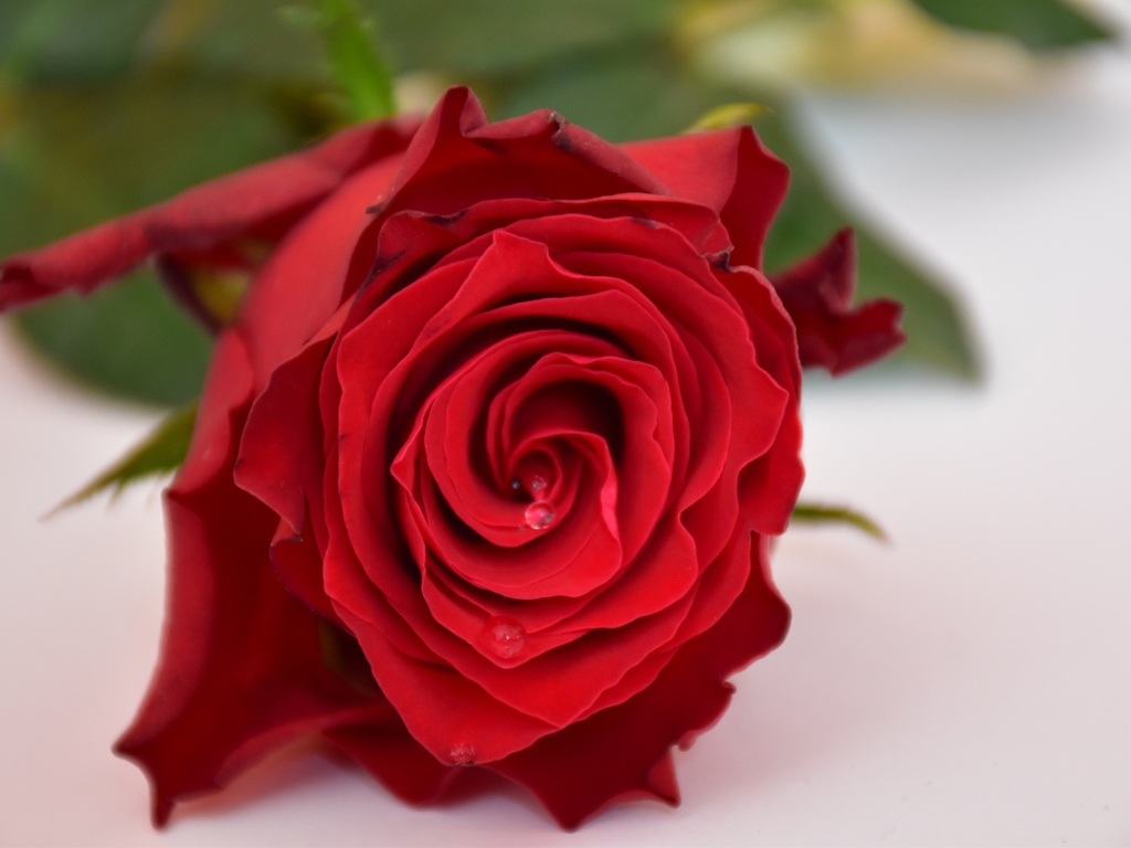 Алая роза в каплями росы на белом столе 