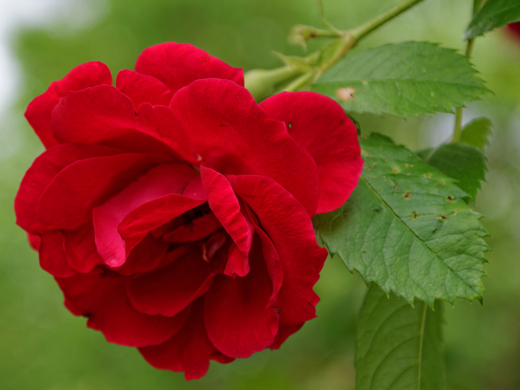 Алая роза с зелеными листьями крупным планом