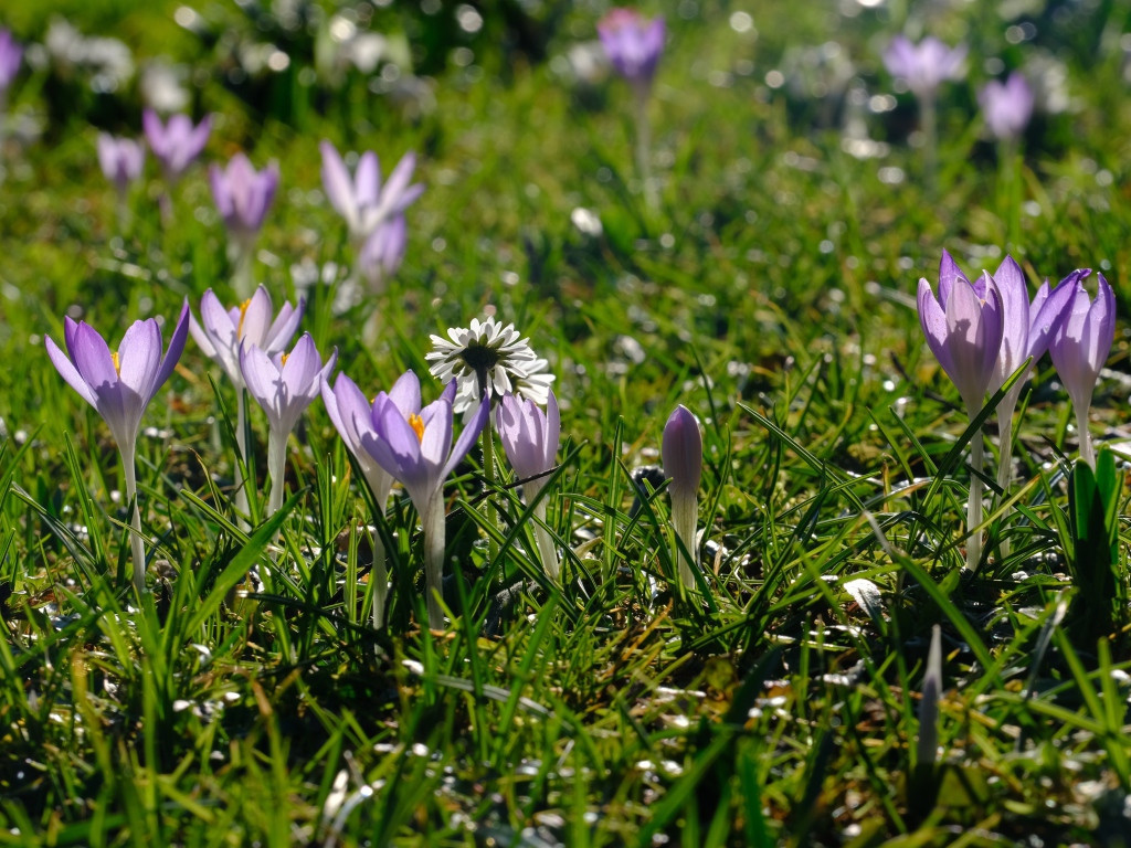 Маленькие сиреневые цветы крокуса на зеленой траве