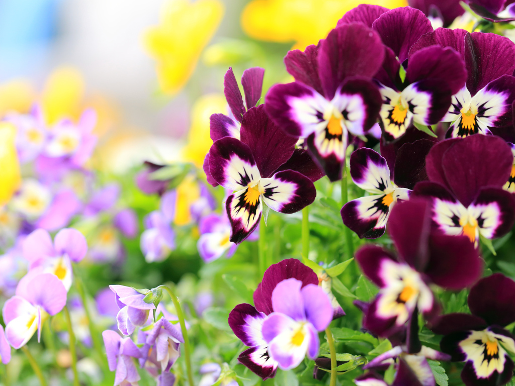 Маленькие цветы анютины глазки крупным планом 