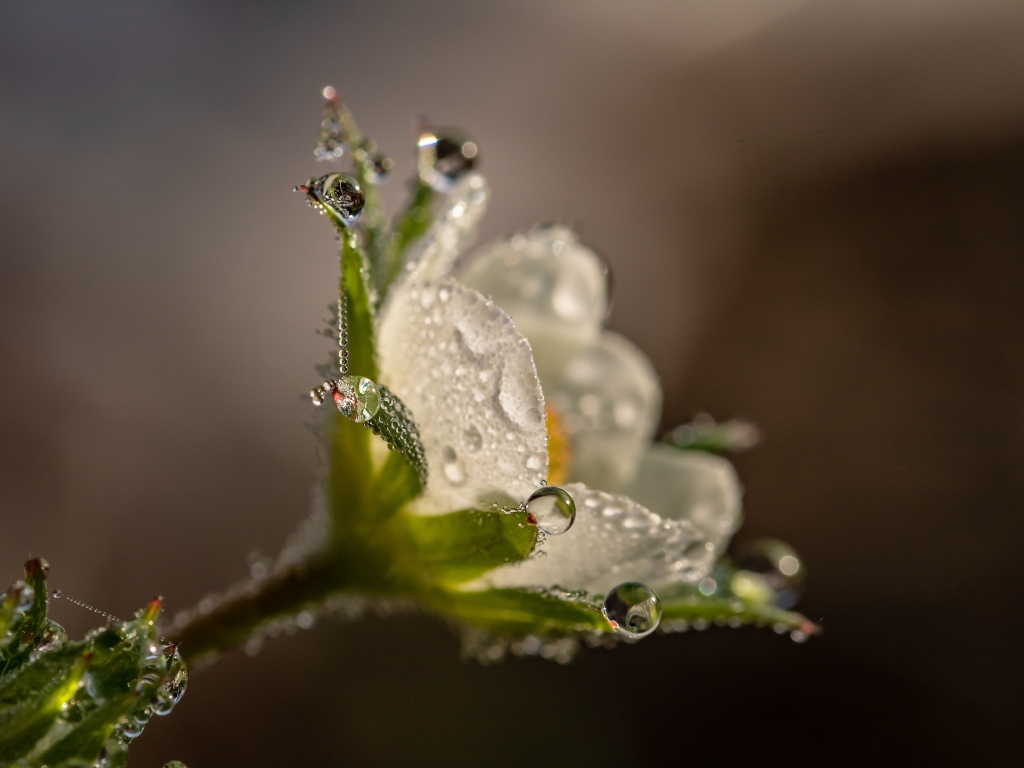 Маленький белый цветок в каплях роса крупным планом