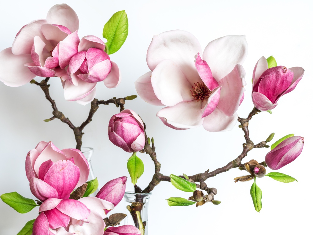 Нежные розовые цветы магнолии с бутонами на белом фоне