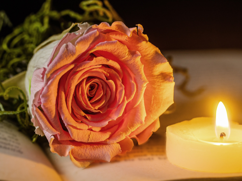 Нежная розовая роза с зажженной свечей лежат на книге