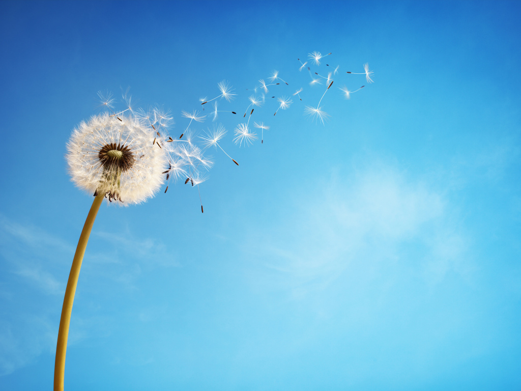 Ветер раздувает белый одуванчик на фоне голубого неба