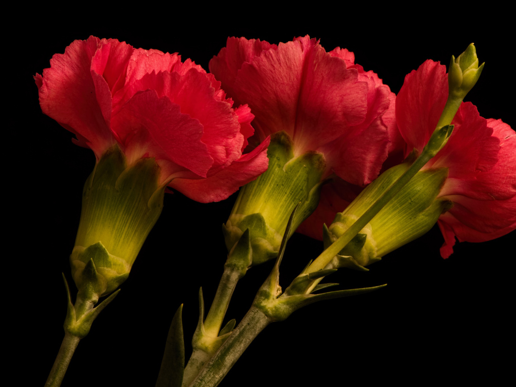 Три крупные красные гвоздики на черном фоне