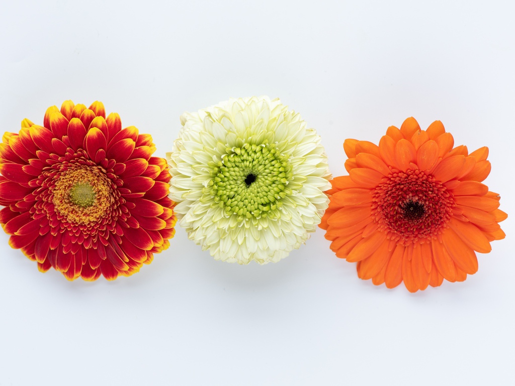 Три разноцветные герберы на белом фоне