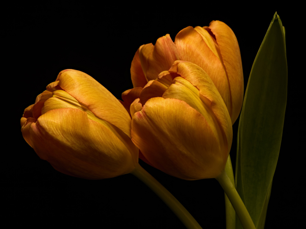 Три оранжевых тюльпана с зелеными листьями на черном фоне
