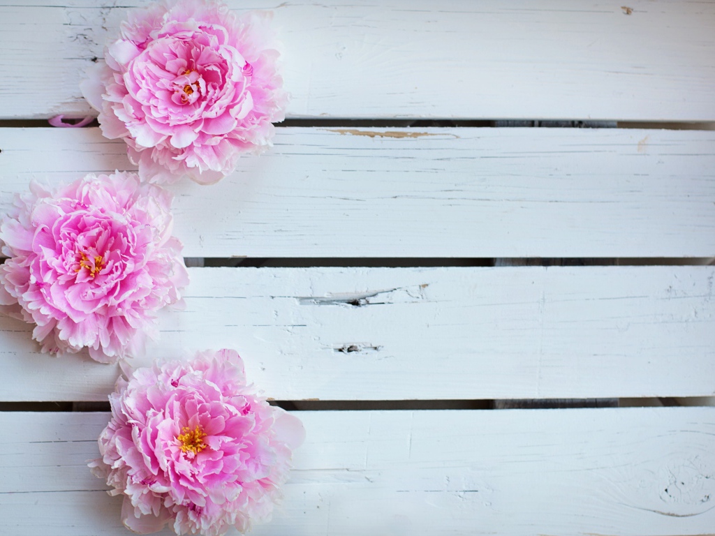 Три розовых пиона на деревянном столе 