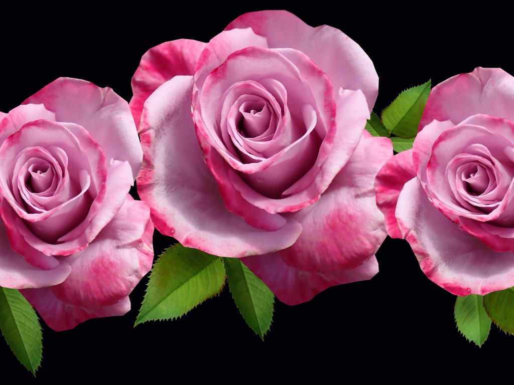 Три розовые розы с зелеными листьями на черном фоне