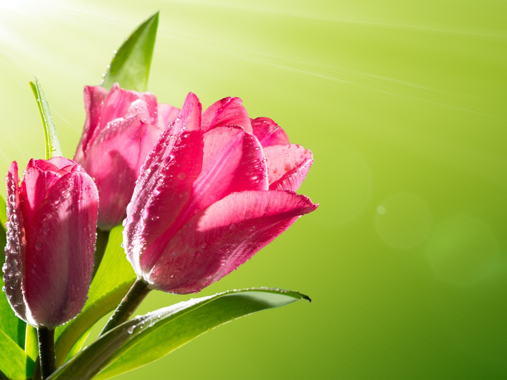 Три розовых тюльпана в каплях росы на зеленом фоне