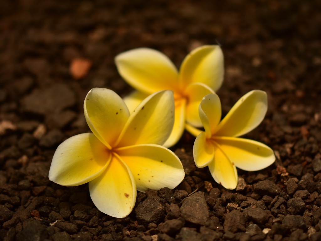 Три  цветка плюмерии лежат  на земле 