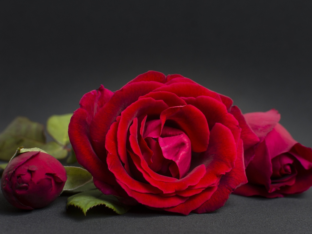 Три красные розы на сером фоне