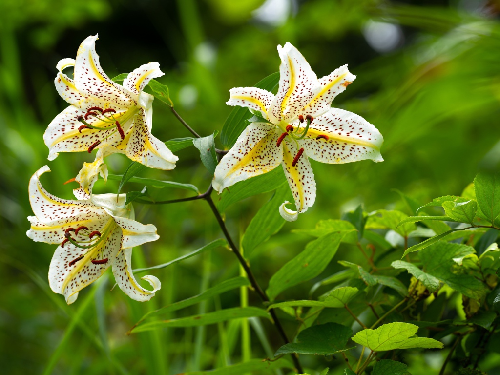 Три белые тигровые лилии в саду 