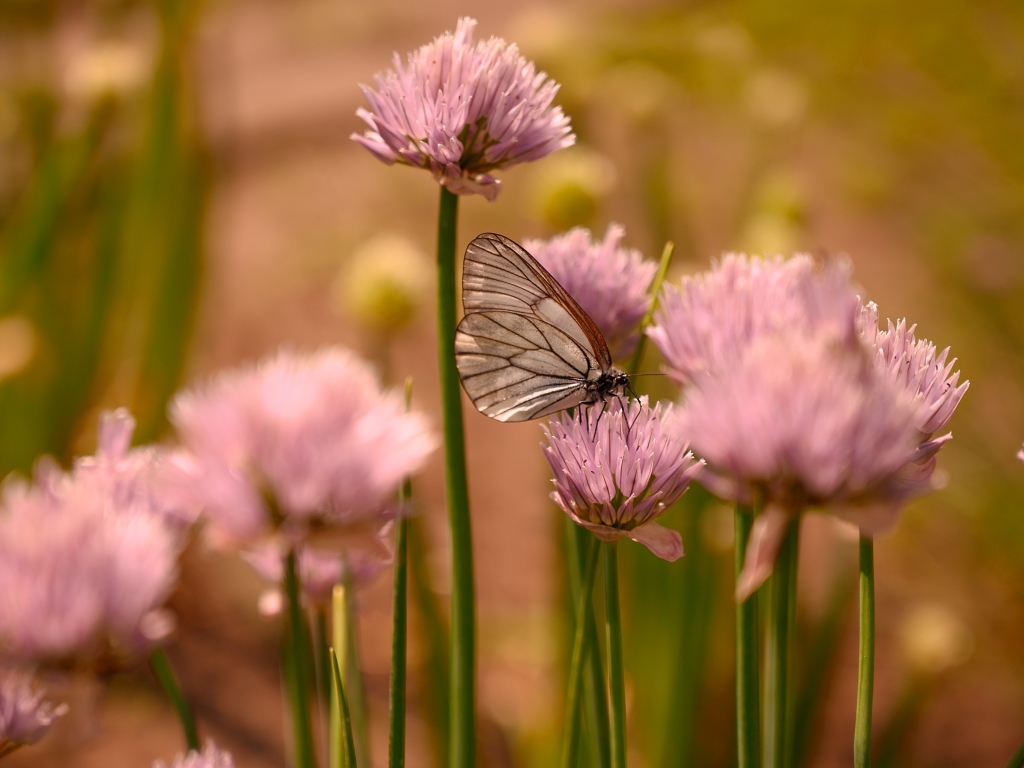 Прозрачная бабочка сидит на розовом цветке 