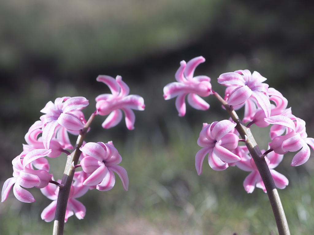 Два розовых цветка гиацинта в лучах солнца 
