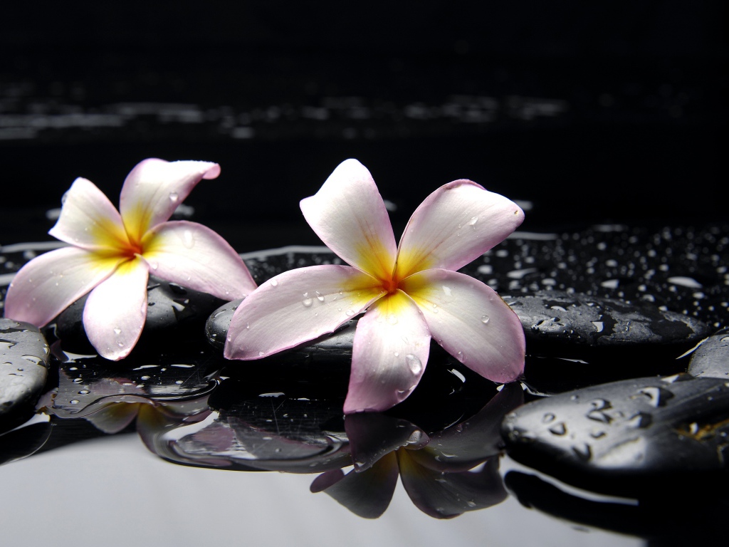 Два розовых цветка плюмерии на мокрых черных камнях 
