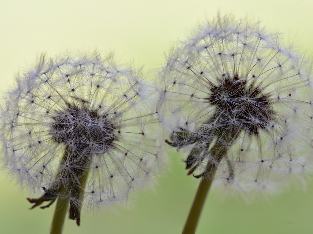 Два белых цветка одуванчика крупным планом