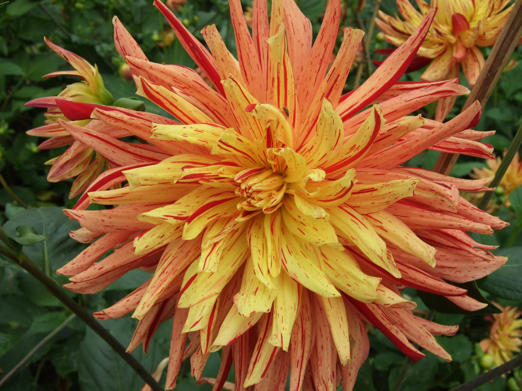 Необычный оранжевый цветок георгины на клумбе 