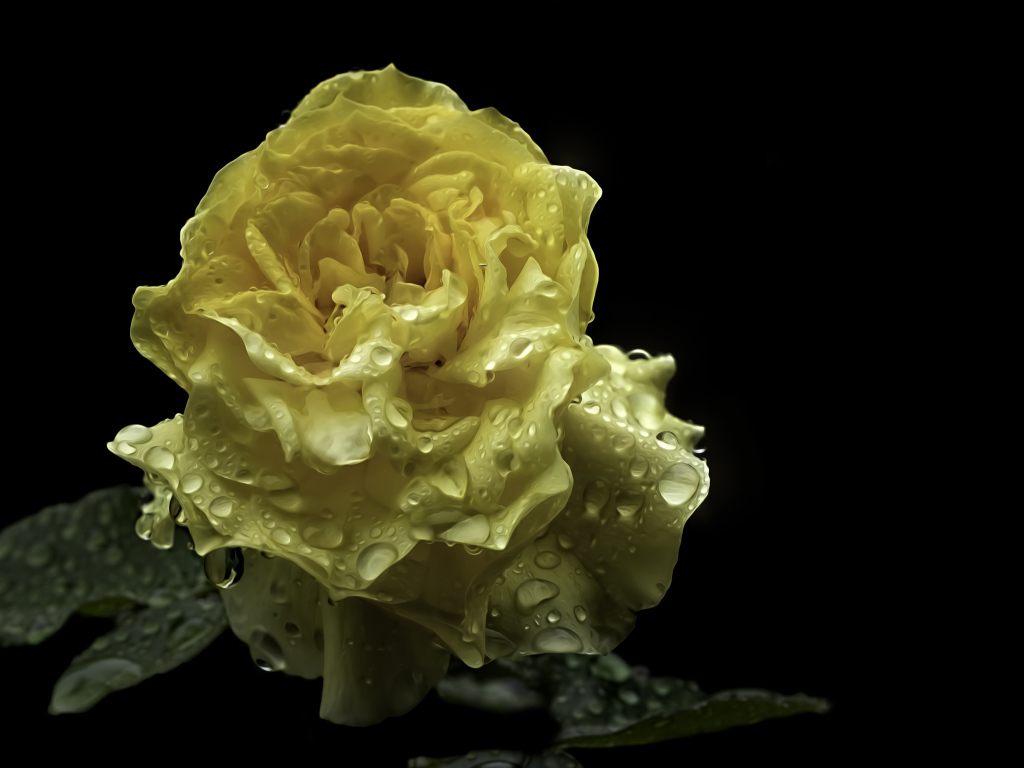 Мокрая желтая роза на черном фоне крупным планом