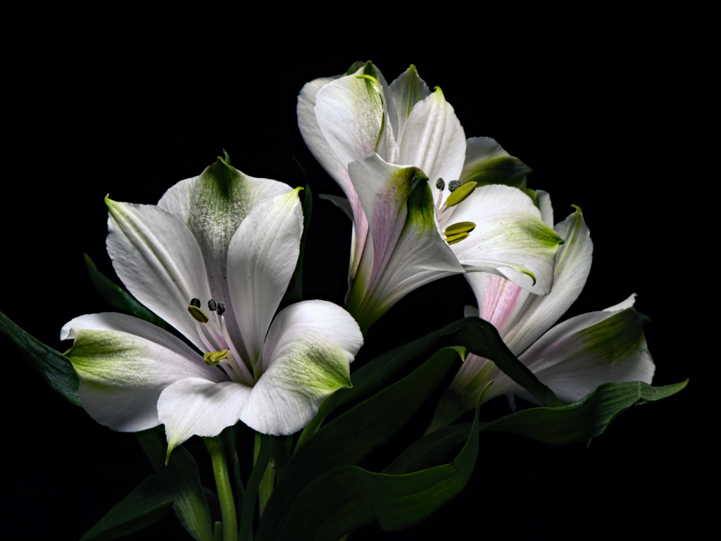 Белые цветы альстромерия с зелеными листьями на черном фоне