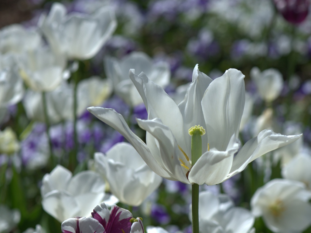 Белый распустившийся тюльпан в лучах солнца