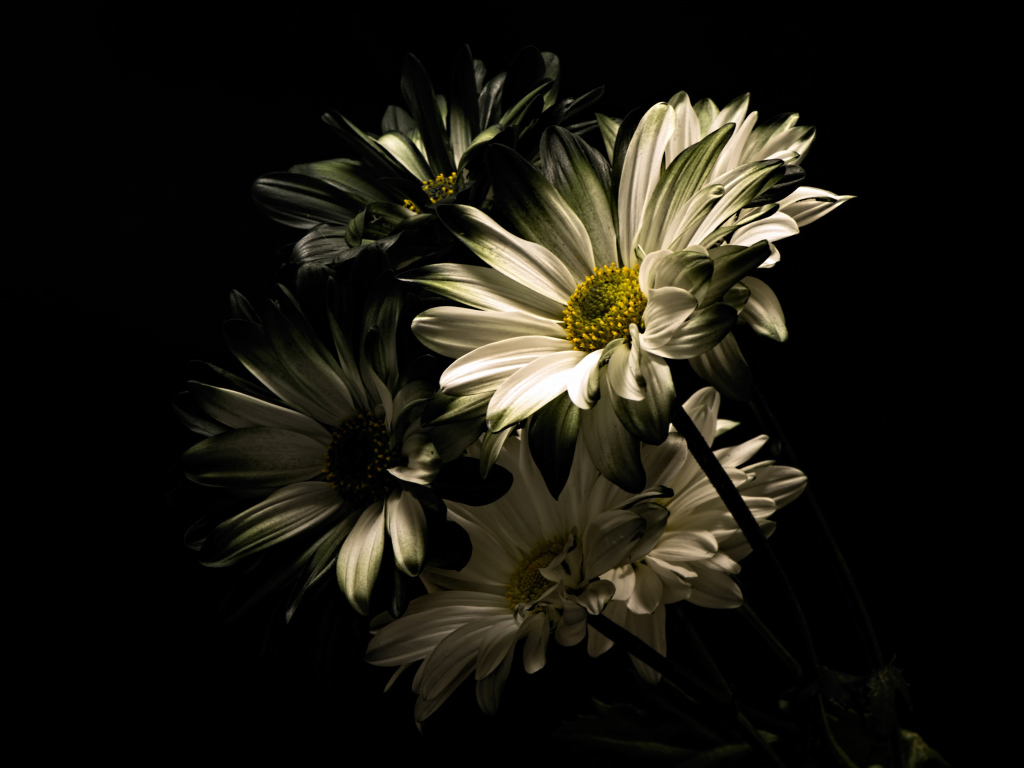 White chrysanthemum flowers on a black background