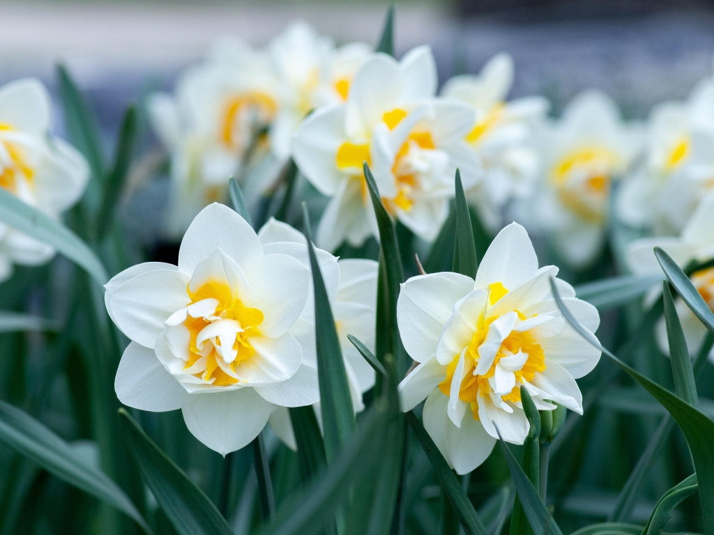 Белые нарциссы с зелеными листьями на клумбе 