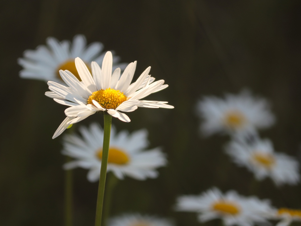Белые ромашки в лучах солнца на поле