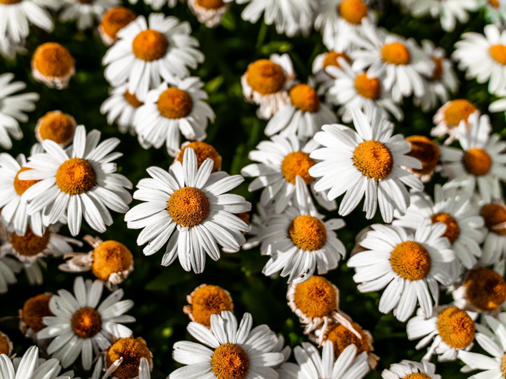 Белые ромашки с желтой серединкой крупным планом 