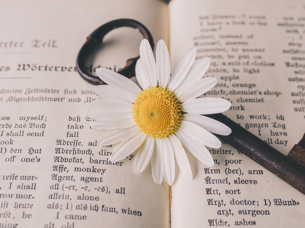 Белая ромашка с ключом лежат на книге