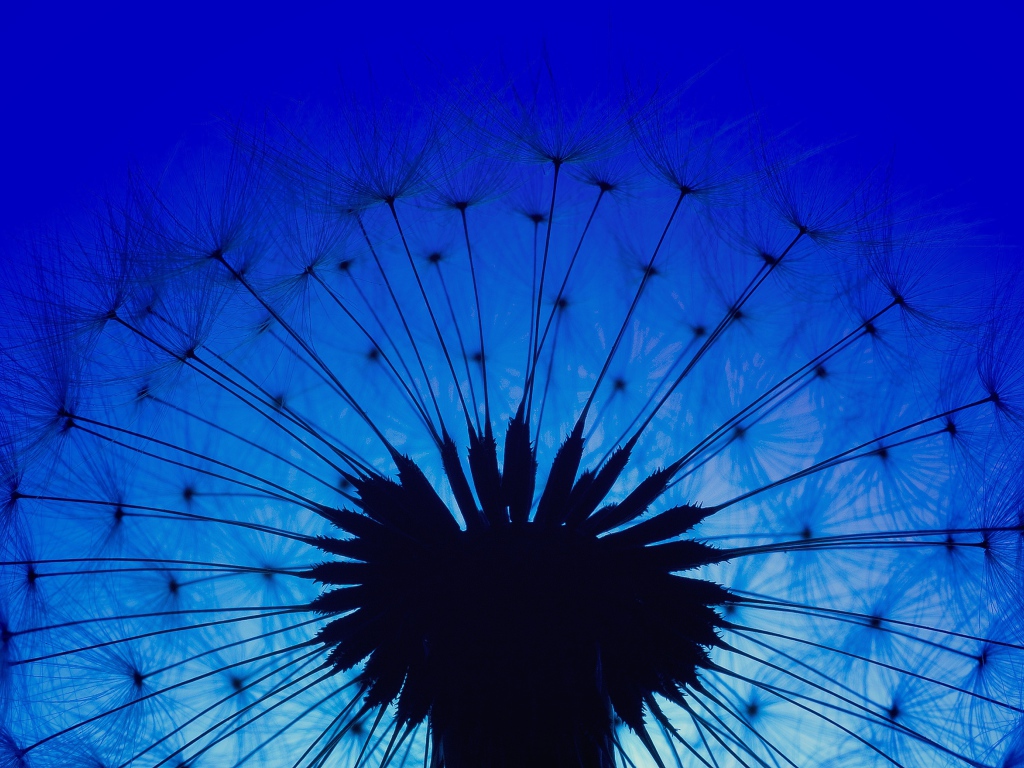 Белый одуванчик на фоне голубого неба в сумерках