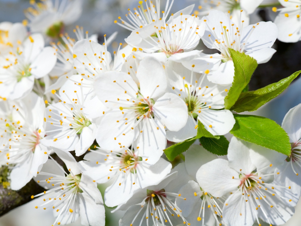 Белые нежные цветы черешни на дереве