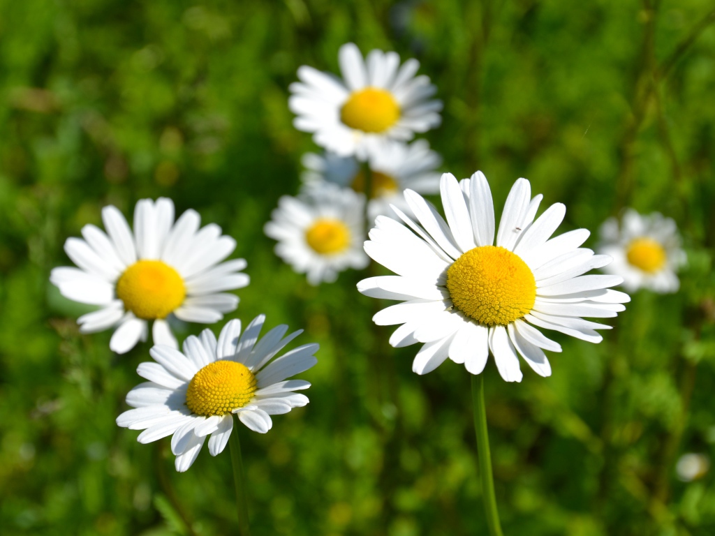 Белые нежные цветы ромашки в лучах солнца 