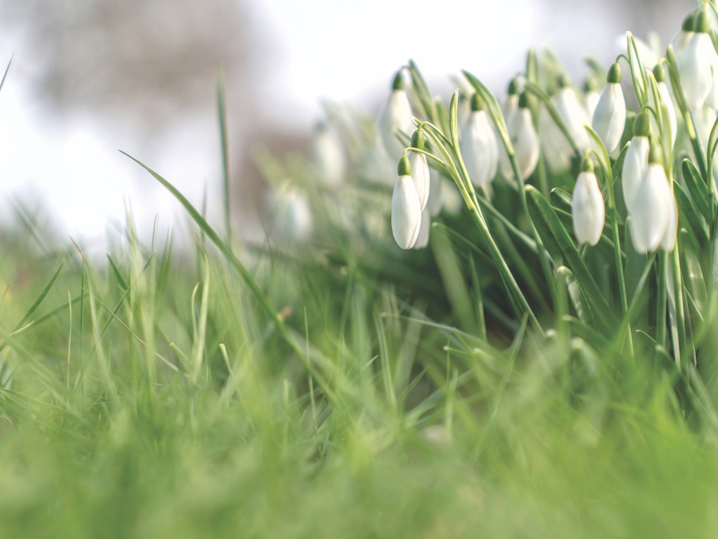 Белые нежные весенние цветы подснежники 