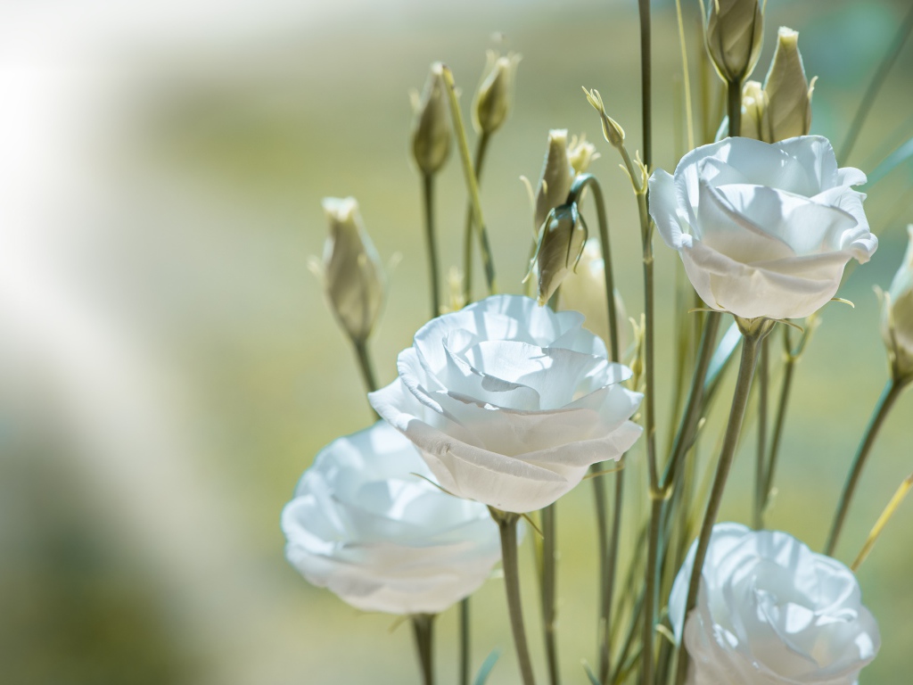Белые цветы эустома с бутонами крупным планом