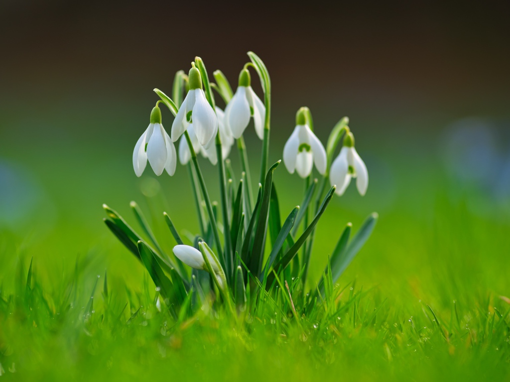 Белые цветы подснежников с зелеными листьями в траве 