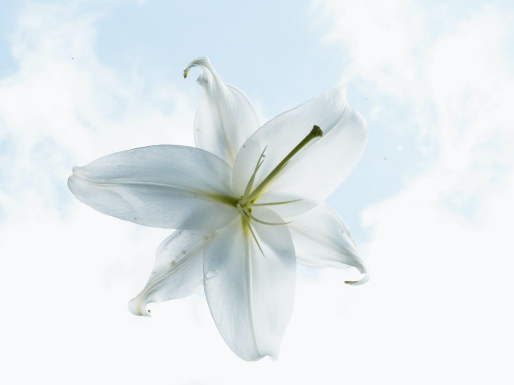 Белый цветок лилии на фоне неба