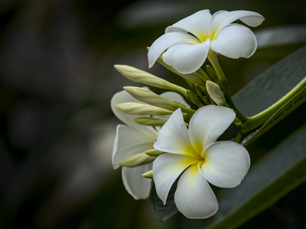 Белые цветы плюмерии с бутонами  на ветке 