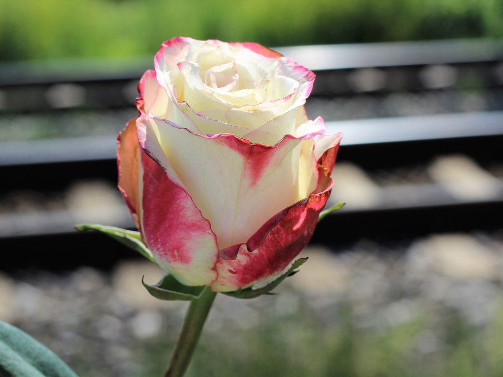 Белая роза с розовыми лепестками крупным планом