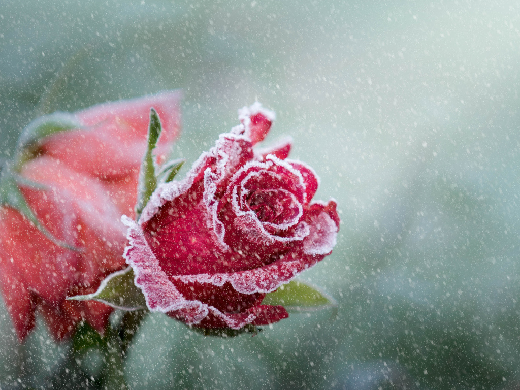 Покрытая инеем красная роза зимой