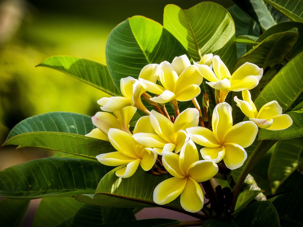 Желтые цветы плюмерии с зелеными листьями 