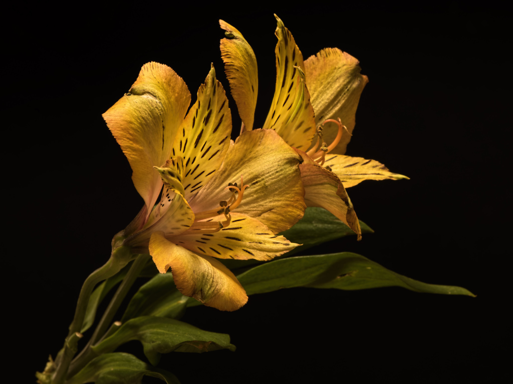 Желтый цветок альстромерии на черном фоне