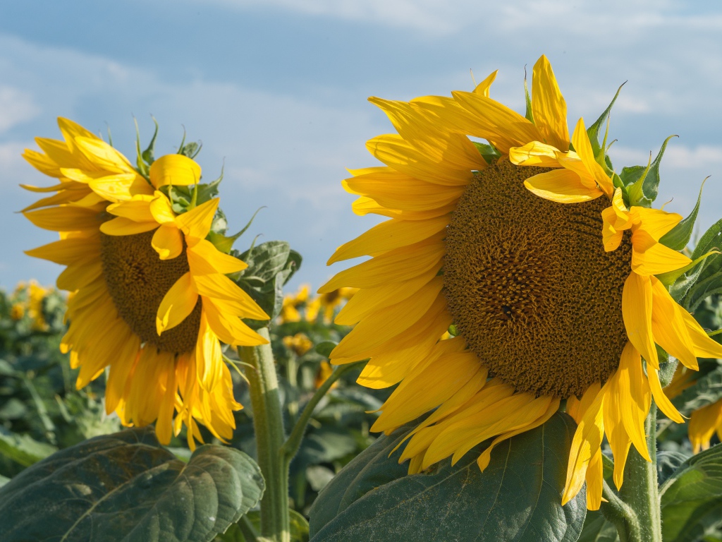 Желтые большие цветы подсолнуха на поле