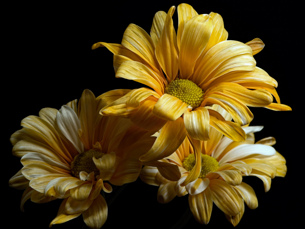 Желтые цветы хризантемы на черном фоне крупным планом