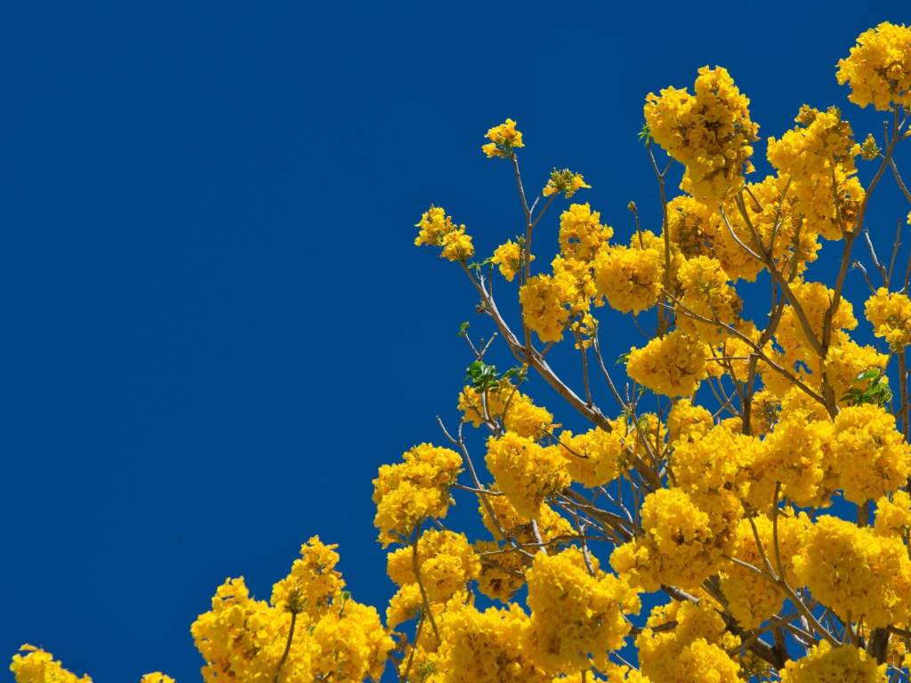 Желтые цветы на ветках дерева под голубым небом 