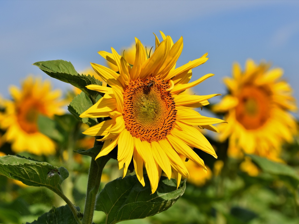 Желтые лепестки подсолнуха с зелеными листьями на поле летом