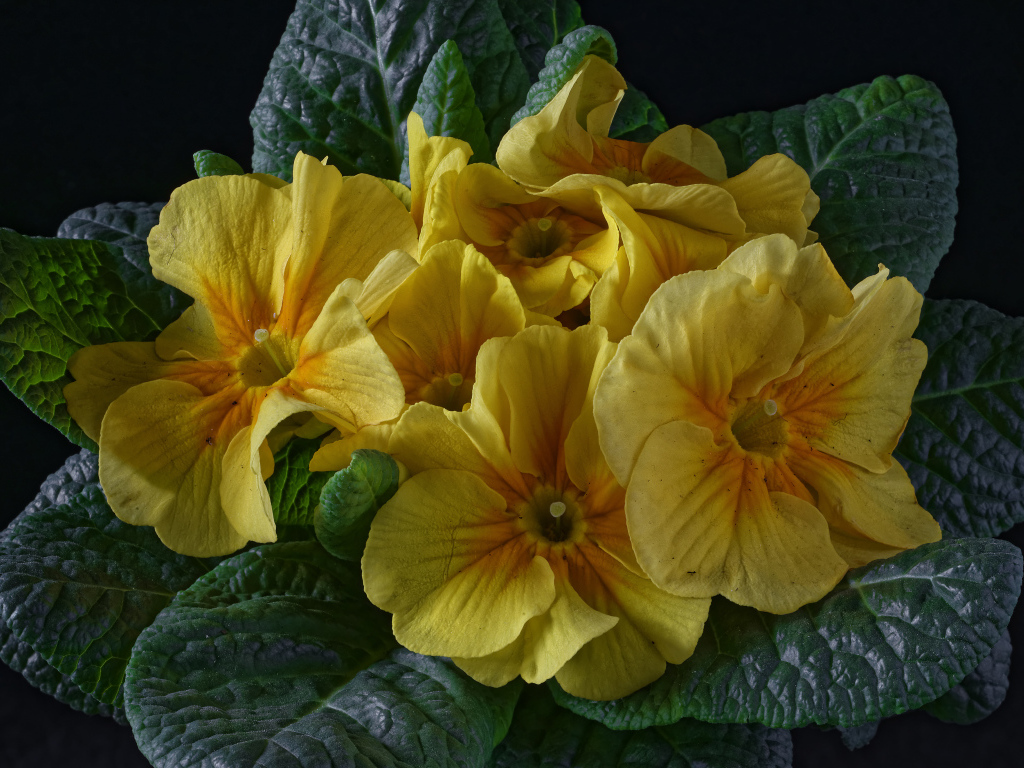 Желтый цветок примула с большими зелеными листьями 