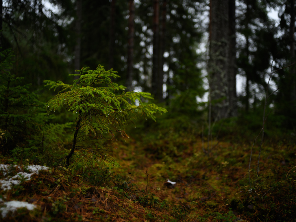 Маленькая ель в хвойном лесу 